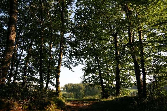 Bordure de forêt