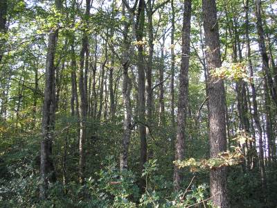 Coupe de jardinage : Forêt 10 ans après la coupe de jardinage