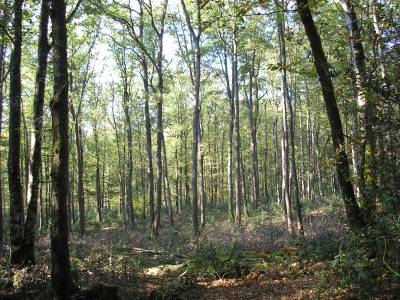 Coupe de jardinage : Forêt après la coupe de jardinage