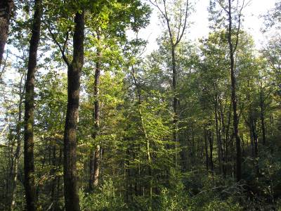 Coupe de jardinage : forêt pas exploitée