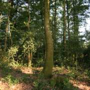 Coupe de jardinage pour gérer nos forêts