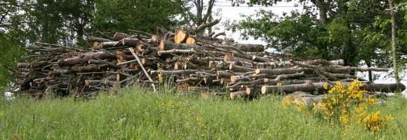 Tas de bois stocké en plein air