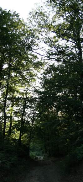 Vue de la forêt et de Billy